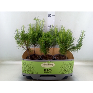 Rosmarinus officinalis   ...