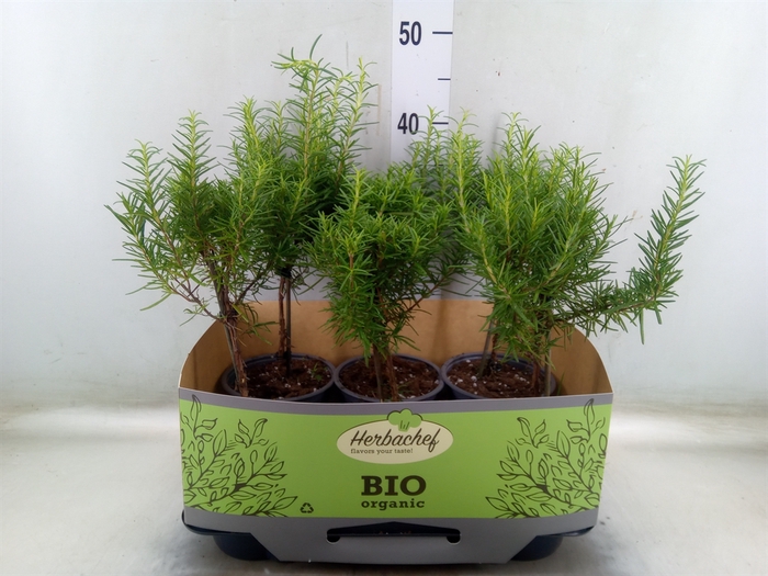 <h4>Rosmarinus officinalis   ...</h4>