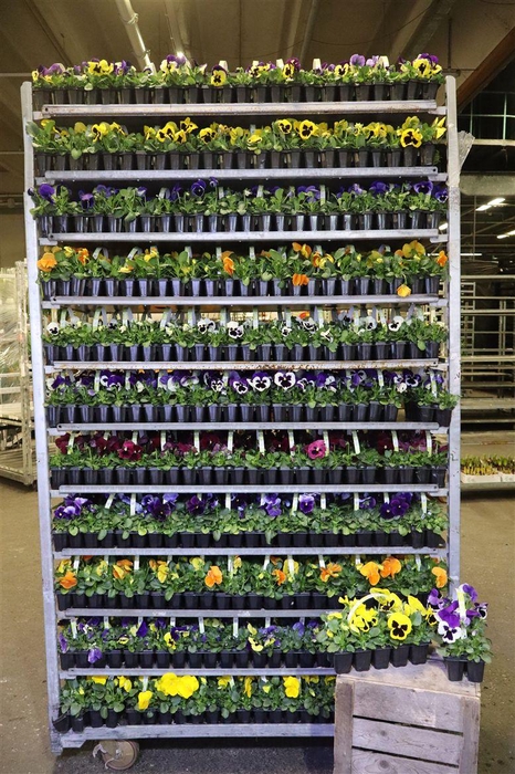 <h4>Vio Wittr Delta Mixk Tasje A 10st</h4>