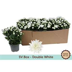 Chrysant Double White in SV.Box