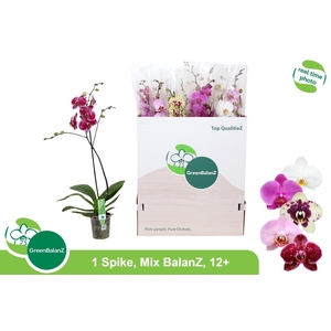 PHAL GEM