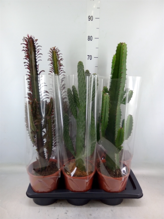 <h4>Cactus   ...mix  3</h4>