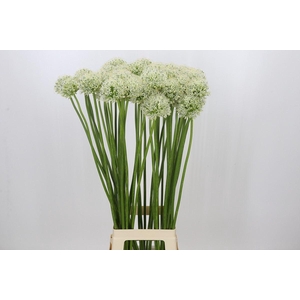 Allium  'Mount Everest'