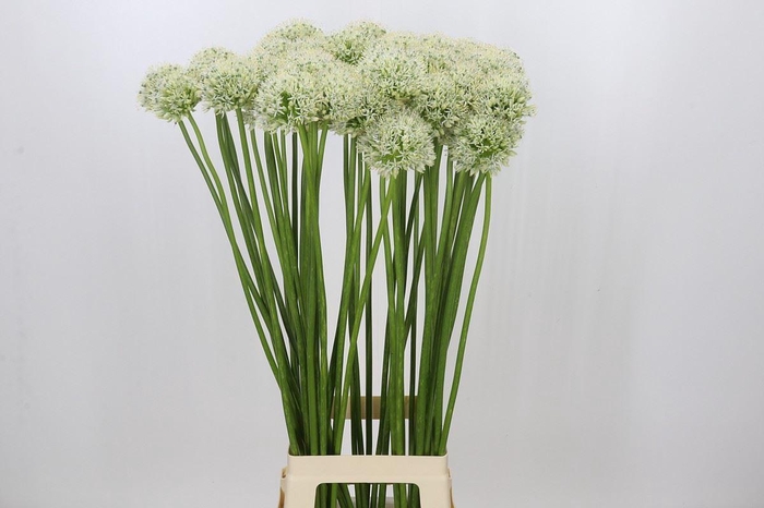 <h4>Allium  'Mount Everest'</h4>