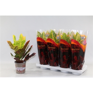 Croton 2 soorten mix Excellent en Petra 