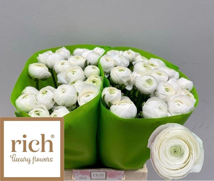 <h4>RAN AM SNOWFLAKE</h4>