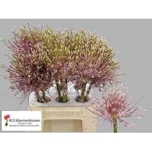 Allium Schubertii 55cm
