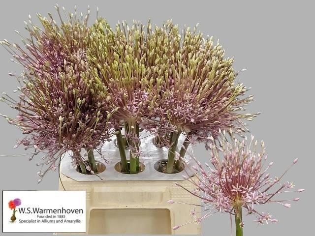 <h4>Allium Schubertii 55cm</h4>