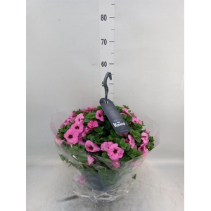 Petunia  'Surfinia'   ...