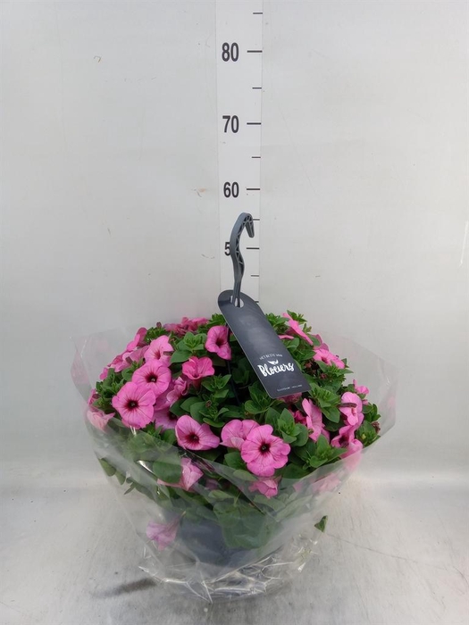 <h4>Petunia  'Surfinia'   ...</h4>