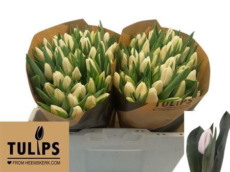 <h4>Tu En Update</h4>