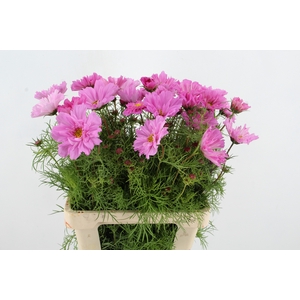 COSMOS BIPINNATUS PINK
