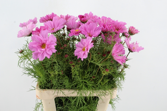 COSMOS BIPINNATUS PINK
