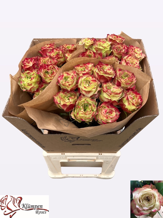 <h4>R Gr Apple Jack Kluempen</h4>