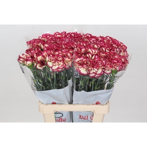 Dianthus St Supersic
