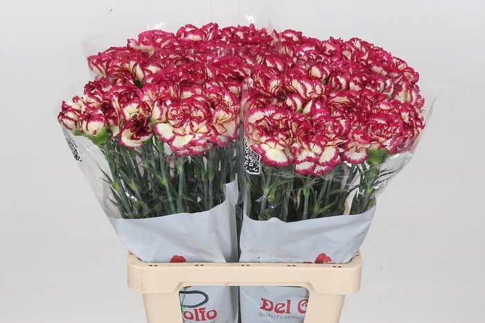 Dianthus St Supersic