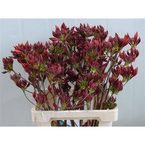 Rhododendron Dark Orange
