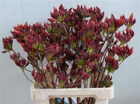 <h4>Rhododendron Dark Orange</h4>