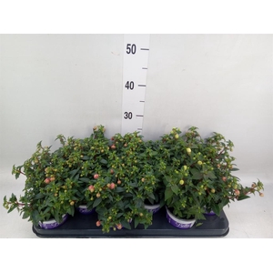 Fuchsia  'Bella Fuchsia Sacha'