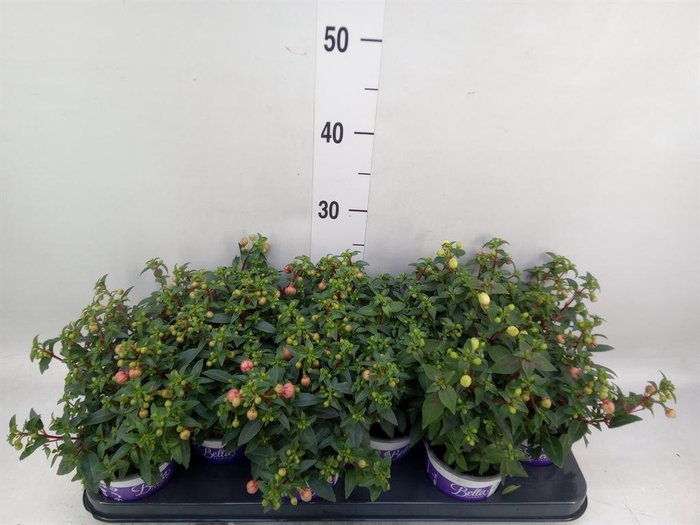 <h4>Fuchsia  'Bella Fuchsia Sacha'</h4>