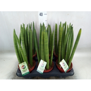 Sansevieria cyl.  ...