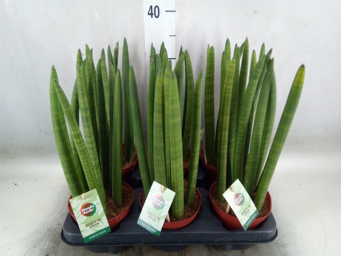 <h4>Sansevieria cyl.  ...</h4>