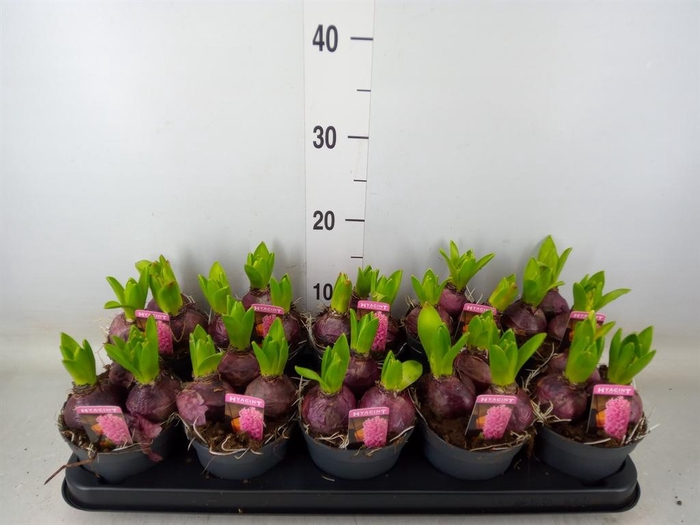 <h4>Hyacinthus orie. 'Pearl Pink'</h4>