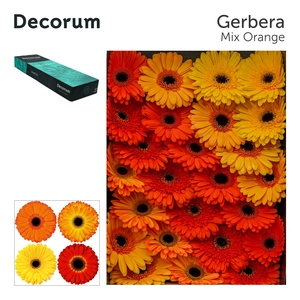 Gerbera Mix Orange Doos