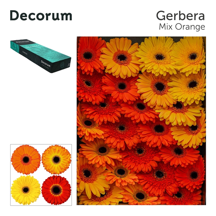 <h4>Gerbera Mix Orange Doos</h4>