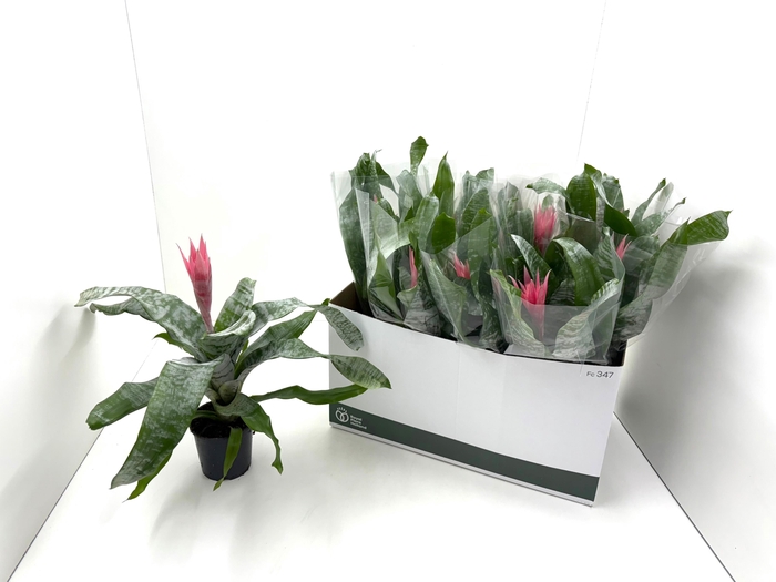 <h4>AECH FAS PRIMERA</h4>