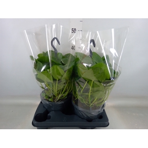Pilea peperomoides