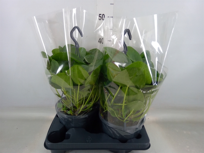 <h4>Pilea peperomoides</h4>