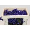 Agapanthus EYFORI Blue