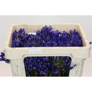 Agapanthus EYFORI Blue