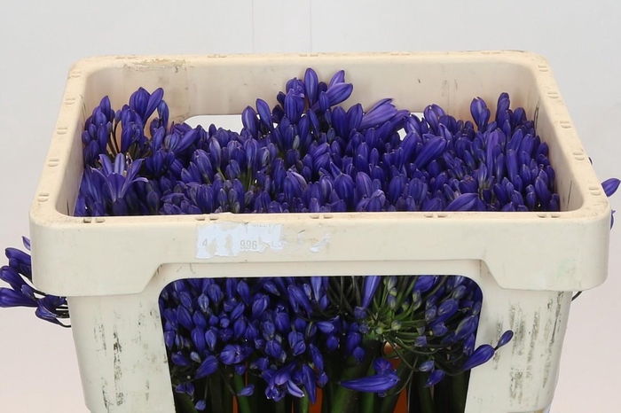 <h4>Agapanthus EYFORI Blue</h4>