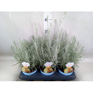 Helichrysum italicum