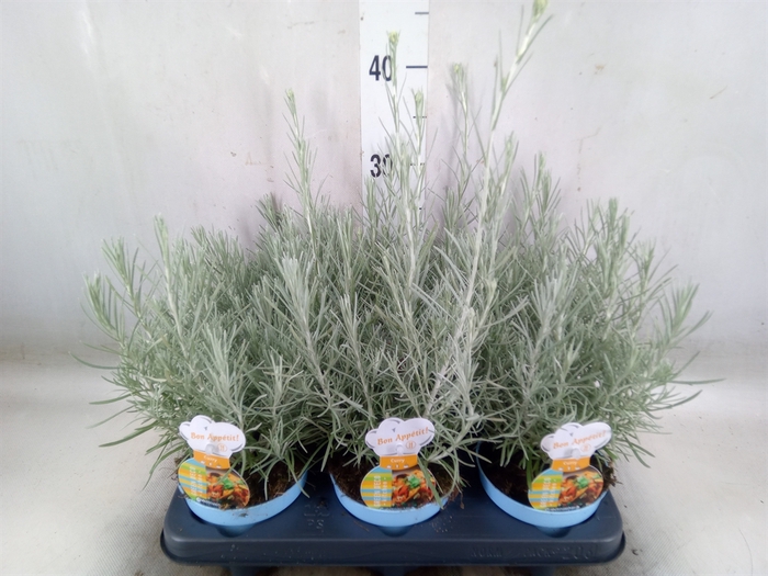 <h4>Helichrysum italicum</h4>