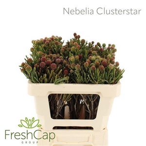 Nebelia Clusterstar
