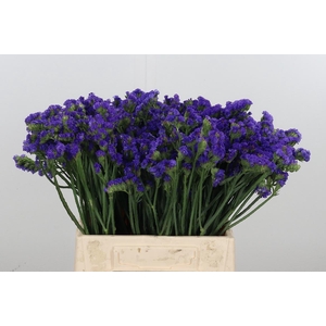 Statice Crystal Dark Blue
