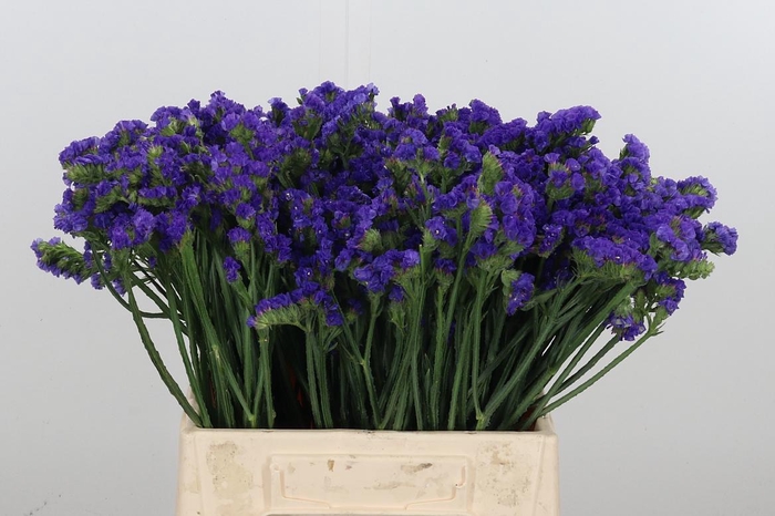 <h4>Statice Crystal Dark Blue</h4>