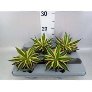 Agave lophantha 'Quadricolor'