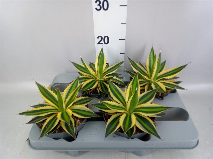 <h4>Agave lophantha 'Quadricolor'</h4>