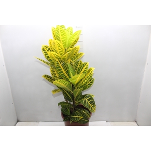 CROTON CANARINHO P24