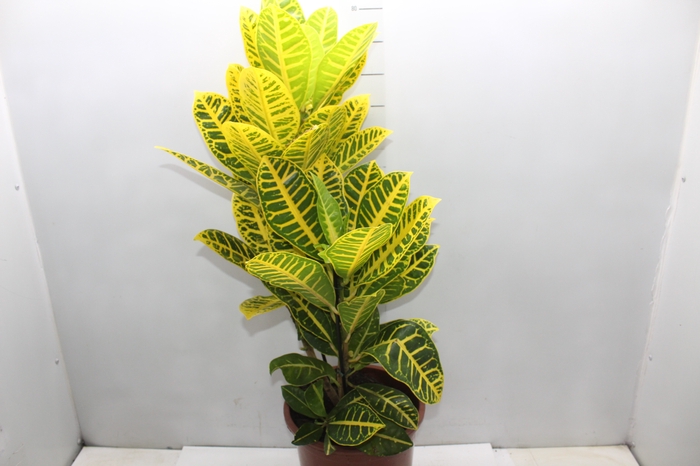 <h4>CROTON CANARINHO P24</h4>