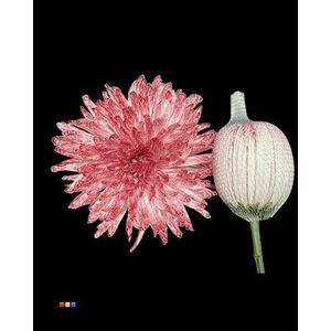 Chr G Antonov Lipstick