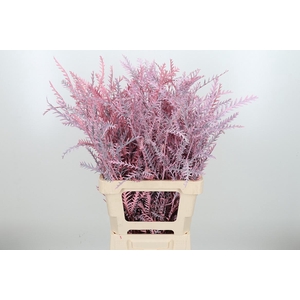 Grevilea Ivanhoe Kl Bh Licht Roze