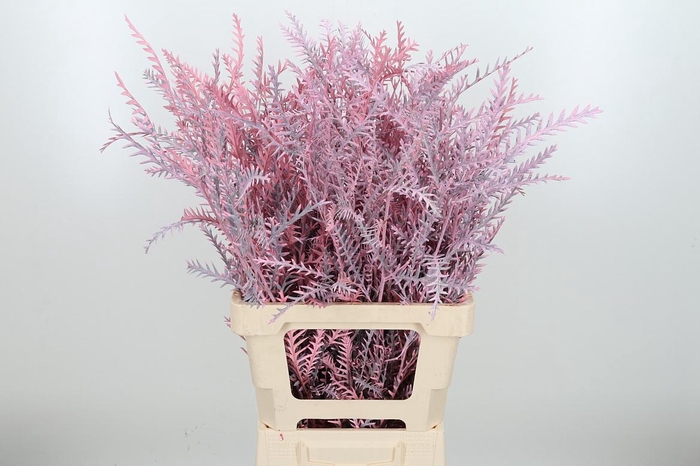 <h4>Grevilea Ivanhoe Kl Bh Licht Roze</h4>