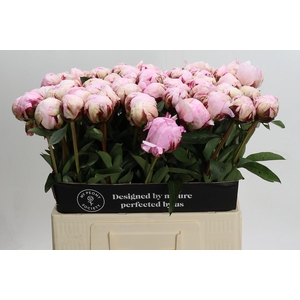 Paeonia Reine Hortense XXL