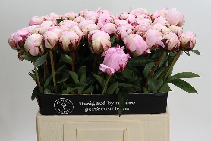<h4>Paeonia Reine Hortense XXL</h4>