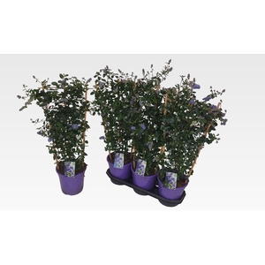 CEAN TH REPENS